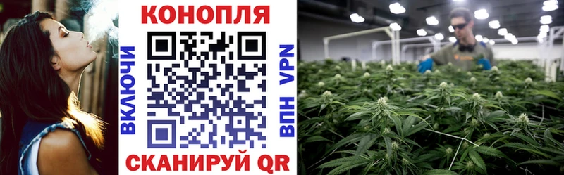 Конопля сатива  Купить где  Новодвинск 